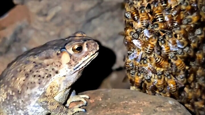 Buffet cũng không có kiểu ăn như thế này