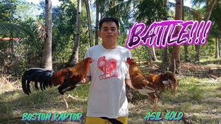 BOSTON RAPTOR VS ASIL GOLD SPAR!!   JRP BACKYARD