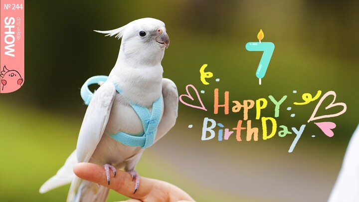 Hari ini, aku sudah jadi seekor burung kecil berusia 7 tahun!! Selamat ulang tahun!