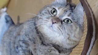 有的猫站不了三秒就倒了