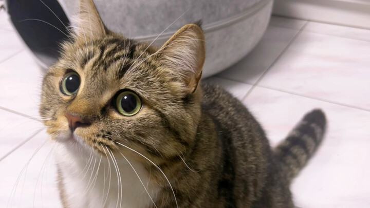 The changing pupils of a kitten