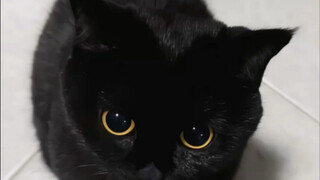 The kitten's nose is so funny!