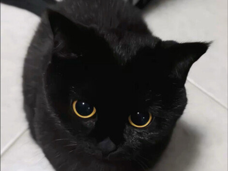 The kitten's nose is so funny!