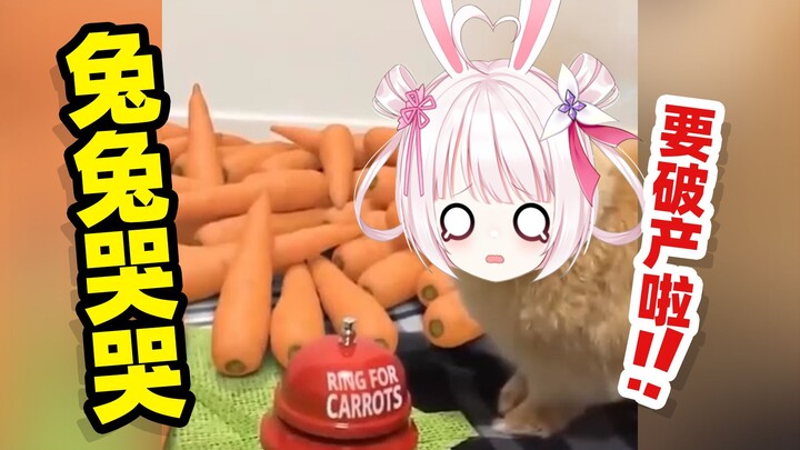 กระต่ายน้อยล้มละลายแล้ว ร้องไห้จริงๆ เลย!!!