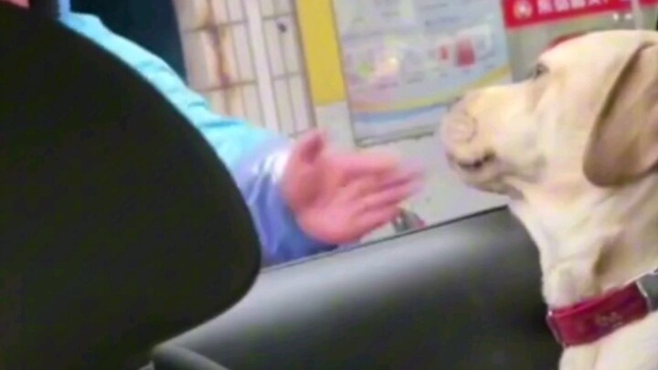 Apa lagi yang bisa dilakukan anak anjing? Tentu saja, ia pun marah sejenak #anjing#lucu