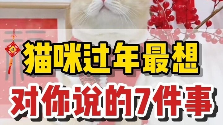 7 Hal yang Paling Ingin Dikatakan Kucing ke Kamu Saat Tahun Baru!