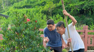 Camellia cutting method