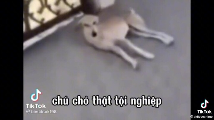 Chú chó tội nghiệp