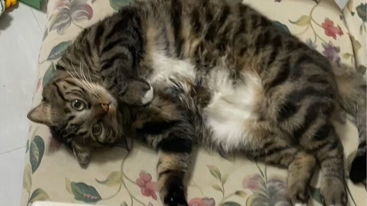 ซิปของน้องแมวตัวนี้เปิดอีกแล้ว! มาช่วยน้องกันเถอะ