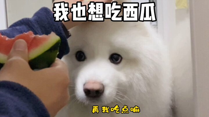 A little Samoyed who absolutely loves watermelon!