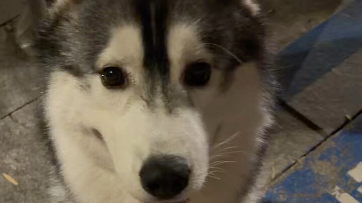Tình cờ gặp một chú chó Husky siêu xinh, ban đầu chủ của nó đã từ chối mình, ai ngờ sau đó lại đồng 