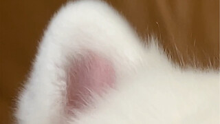 I'd give these ears a perfect score of 100.