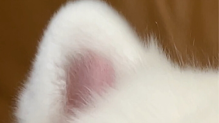 Telinga ini saya beri nilai 100