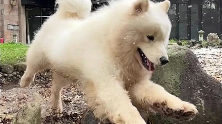 These are really the only two puddles in the whole yard 😂