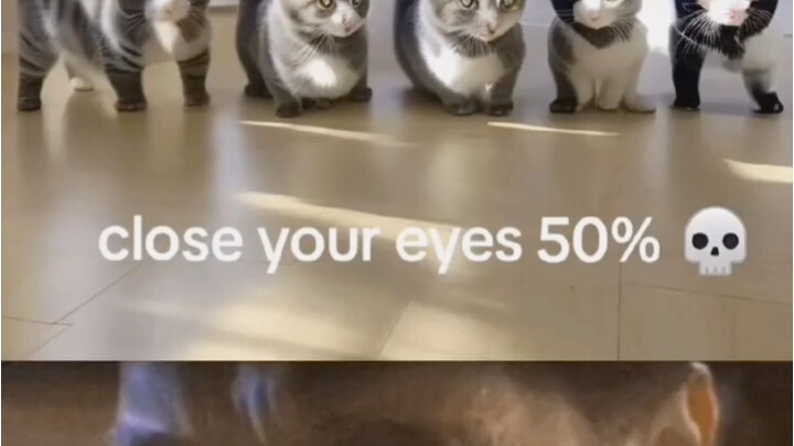 The cat didn’t mean to!