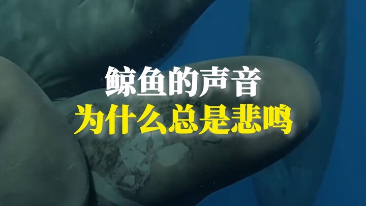 Vì sao tiếng kêu của cá voi lúc nào cũng bi thương?