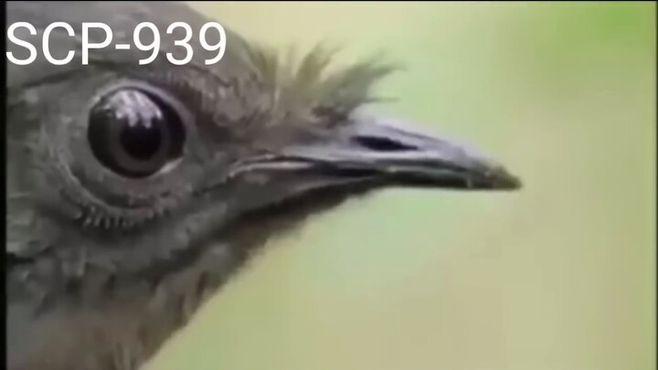 SCP digambarkan sebagai meme