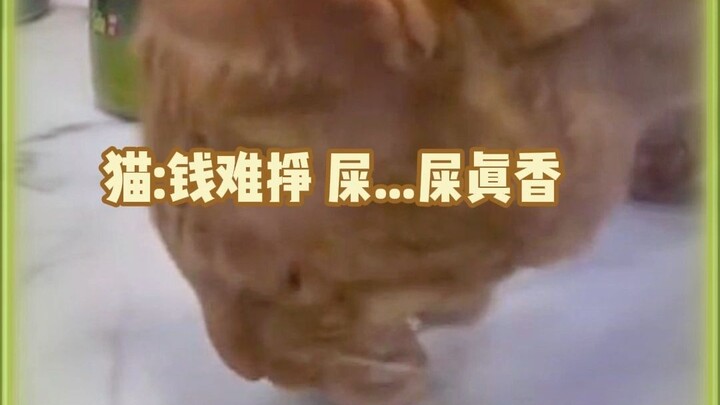 Even cats love eating poop!