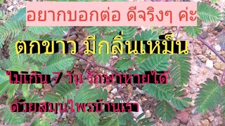 แชร์ประสบการณ์ ปัญหาตกขาวมีกลิ่นเหม็นคาว รักษาด้วยวิธีง่ายๆ ด้วยสมุนไพรไมยราบ/โดยฮอยไทยอีสาน
