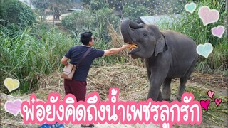 ก่อนกลับเลี้ยงกล้วยให้น้ำเพชรและช้างเชือกอื่นๆจ้า