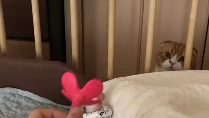 แมว: ถ้าเขาไม่เล่น…ก็ให้ฉันเล่นแทนสิ!