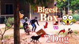 The Beat Bix Dog prank dog  - Super Big Box vs Real Dogs Prank   Try Not To Laugh
