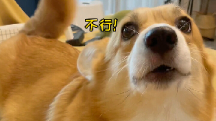 When I Tricked My Dog by Saying, “I’m Getting a Cat!”