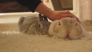 A Loving Bunny Couple from Japan