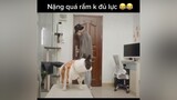 dogs thucung petlover thuthach funny fyp foryou trending