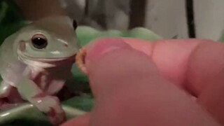 贪吃蛙蛙一心想吃主人的手指...求主人的心理阴影面积