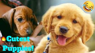 💥Cutest Puppies Playing Around Viral Weekly😂🙃💥 of 2019| Funny Animal Videos💥👌