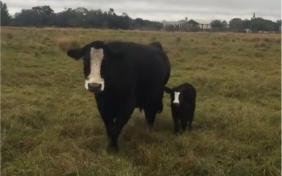 Mom Cow Forces Baby to Meet the Visitor (Not Really)