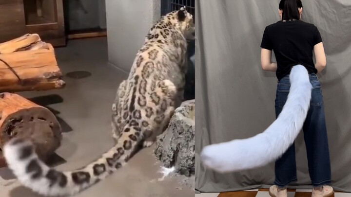 猫科尾巴来了，1米长的大尾巴也有很好的可动性