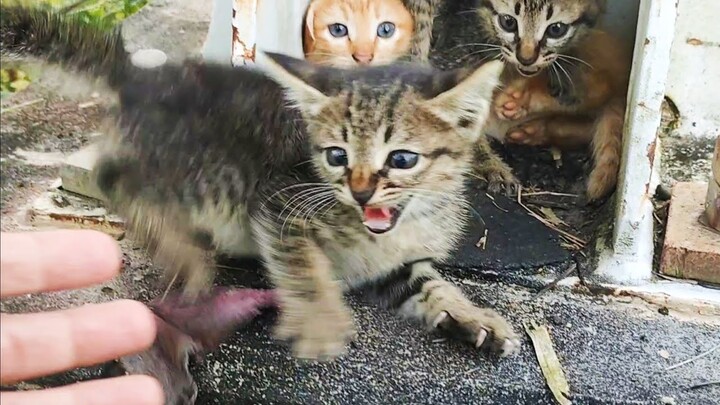 tiga serangkai....   || KUCING KILANG