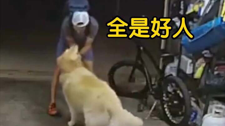 Anjing Golden Retriever: "Di dunia ini mana ada orang jahat sih!" Sang pemilik: "Mobilku mana? Teman