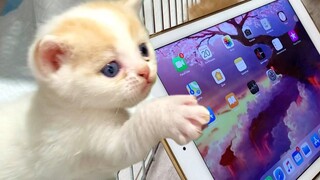 วิลลี่และคิร่าเล่นเกมให้ลูกแมว