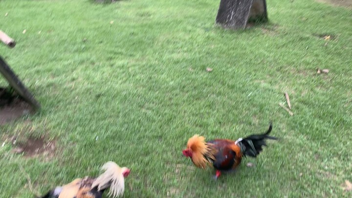 for 2 Hits ( on January 13 )