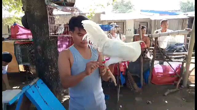 my white Kelso x Hatch Di natuloy sa dervy kaya nilaban nalang sa tupada unscratch