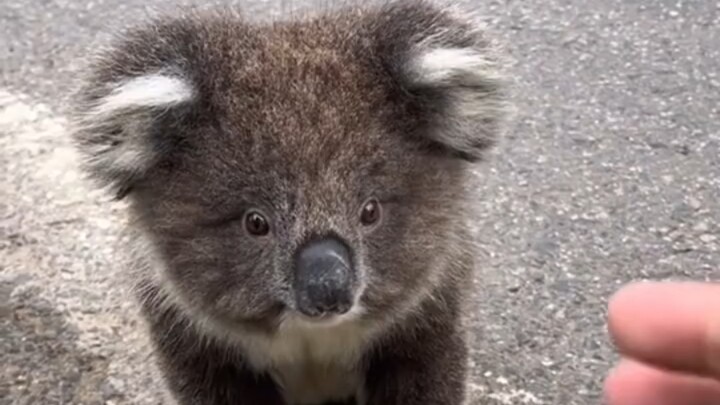 Experience close encounters with koalas