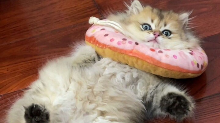 Sudah dilengkapi bantal, tidur di mana pun.