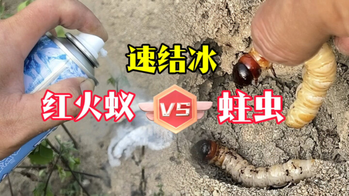 The battle between woodworms and red fire ants—will the woodworms break through the encirclement or 