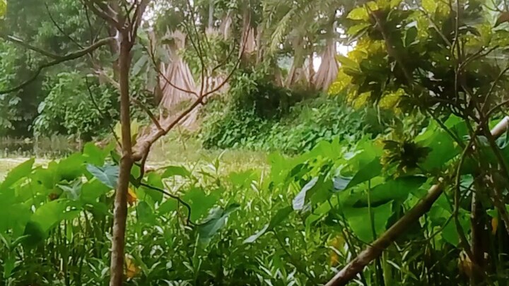 🌾 Natural Beauty of Rural Bengal | Beautiful Village Life & Scenic Nature 🌿#kiammollah