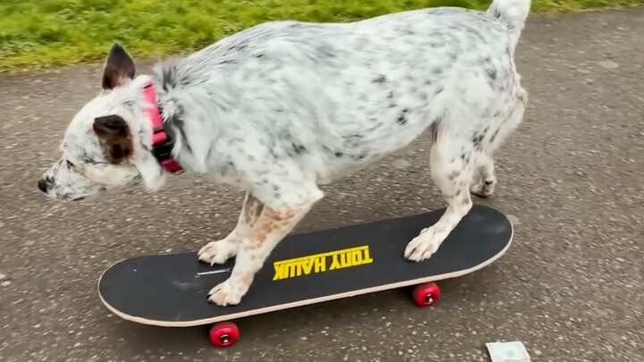 Anjing ini ternyata bisa main papan seluncur!!
