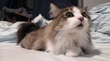 Norwegian Forest Cat Hunting Mouse