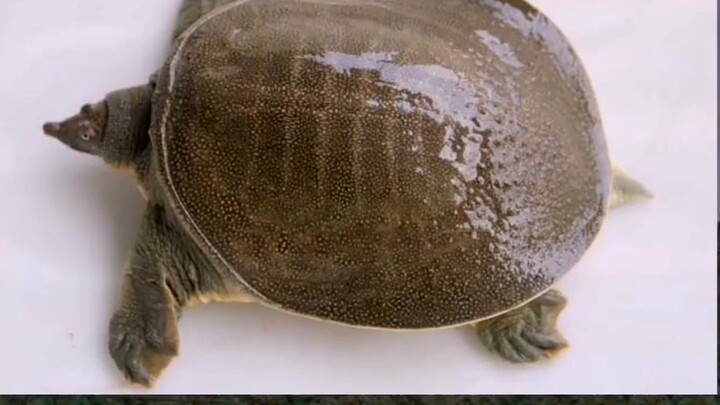 [Hàng đồ]: Một số quái vật trong series Ultraman biến thành những con vật nhỏ nào? (Cuối cùng cũng l