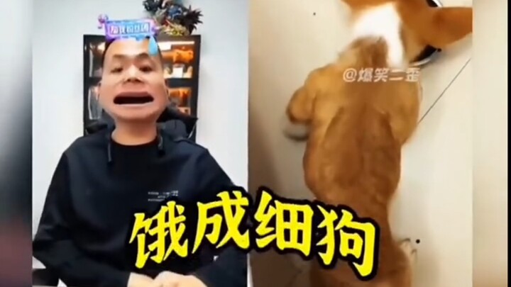 The hungry dog Pan Hong encountered during his live stream call
