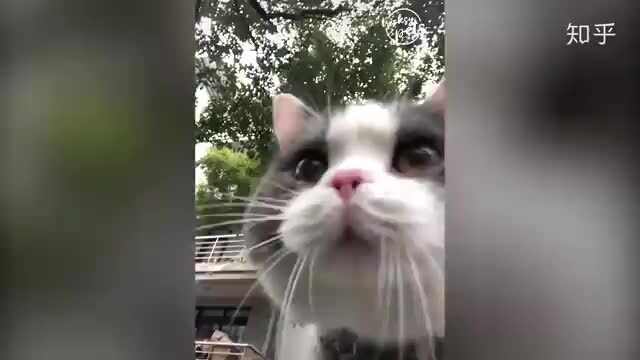 看完这个视频，你会忘记猫到底是怎么叫的了