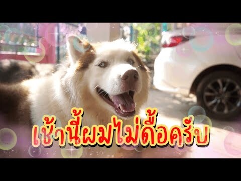 แก๊งนี้ไม่ได้วุ่นวายทุกเช้าบางวันแบ็ตหมดจะนิ่งๆเหมือนวันนี้ครับ