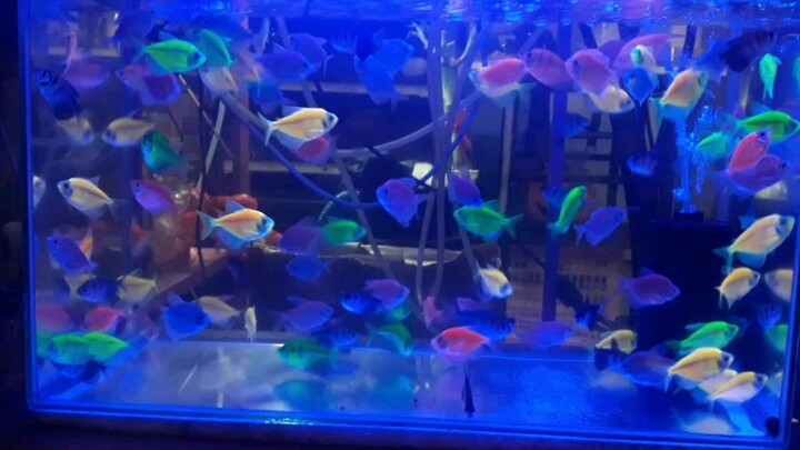 my new glo tetra