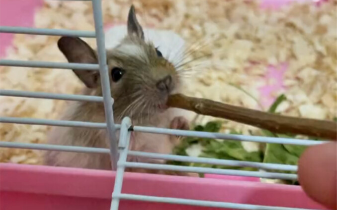 Wah, ternyata Tikus Delapan Chi itu begitu “sosial”!